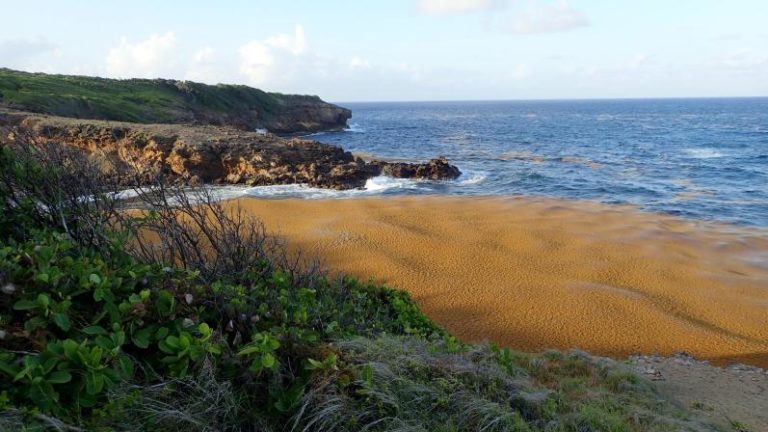 Les côtes guadeloupéennes envahies par les sargasses, encore...