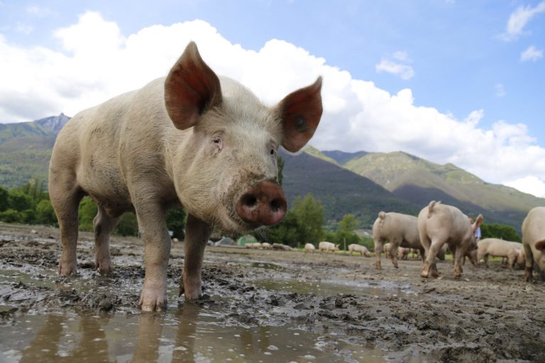 Peste porcine africaine : la Martinique se prépare