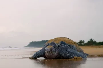 © G. Feuillet - Réseau Tortues Marines de Guyane