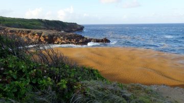 Les côtes guadeloupéennes envahies par les sargasses, encore...