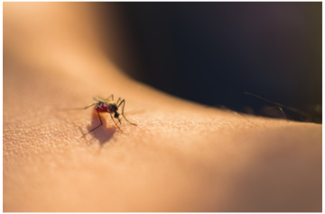 La dengue fait des siennes en Guadeloupe