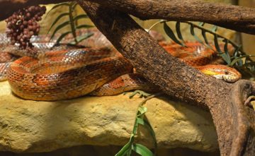 Pantherophis_guttatus_-_Nantes