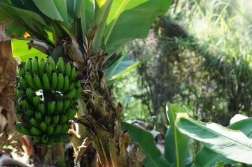 Bananes de Martinique : un régulateur de croissance révélé dangereux